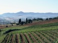 Půvabný statek s vinicemi a olivami na prodej, Montescudaio