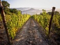 Půvabný statek s vinicemi a olivami na prodej, Montescudaio