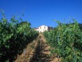 Půvabný statek s vinicemi a olivami na prodej, Montescudaio