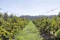 Farma s vlastní produkcí vína a olivového oleje