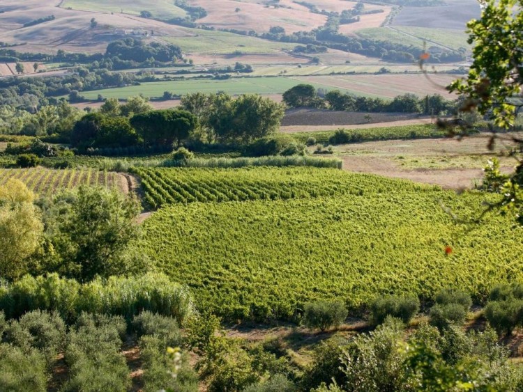 Půvabný statek s vinicemi a olivami na prodej, Montescudaio