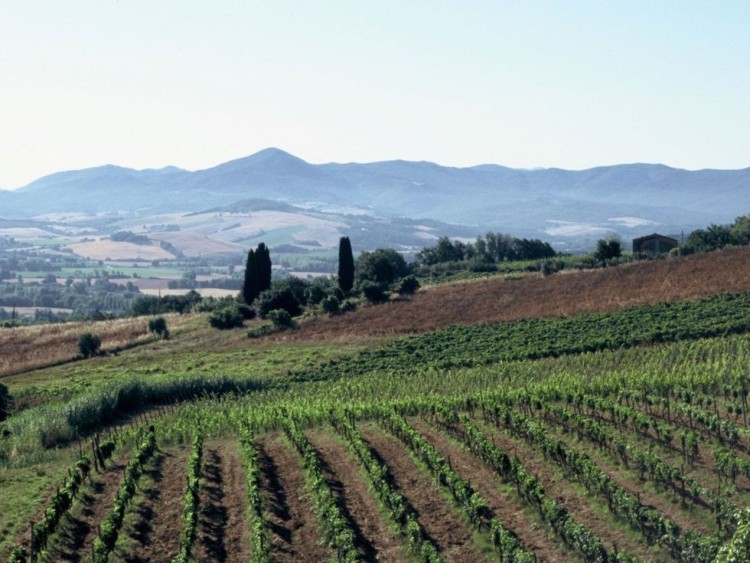 Půvabný statek s vinicemi a olivami na prodej, Montescudaio