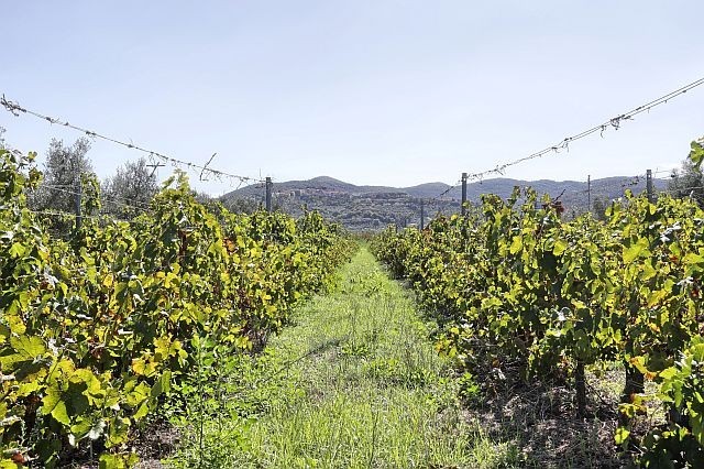 Farma s vlastní produkcí vína a olivového oleje