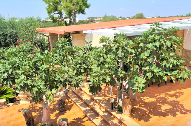 Vila se velkou zahradou 200m od pláže Togo Bay